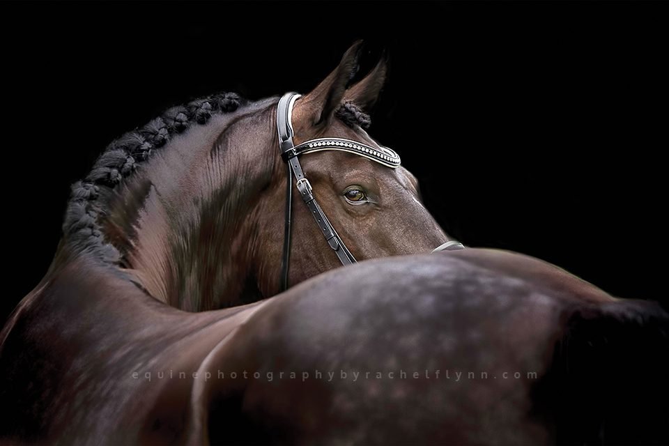 Equine Photography by Rachel Flynn